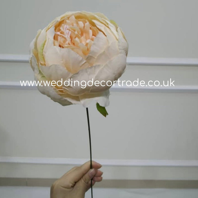 Single Stem Peony - Champagne / Nude - M11